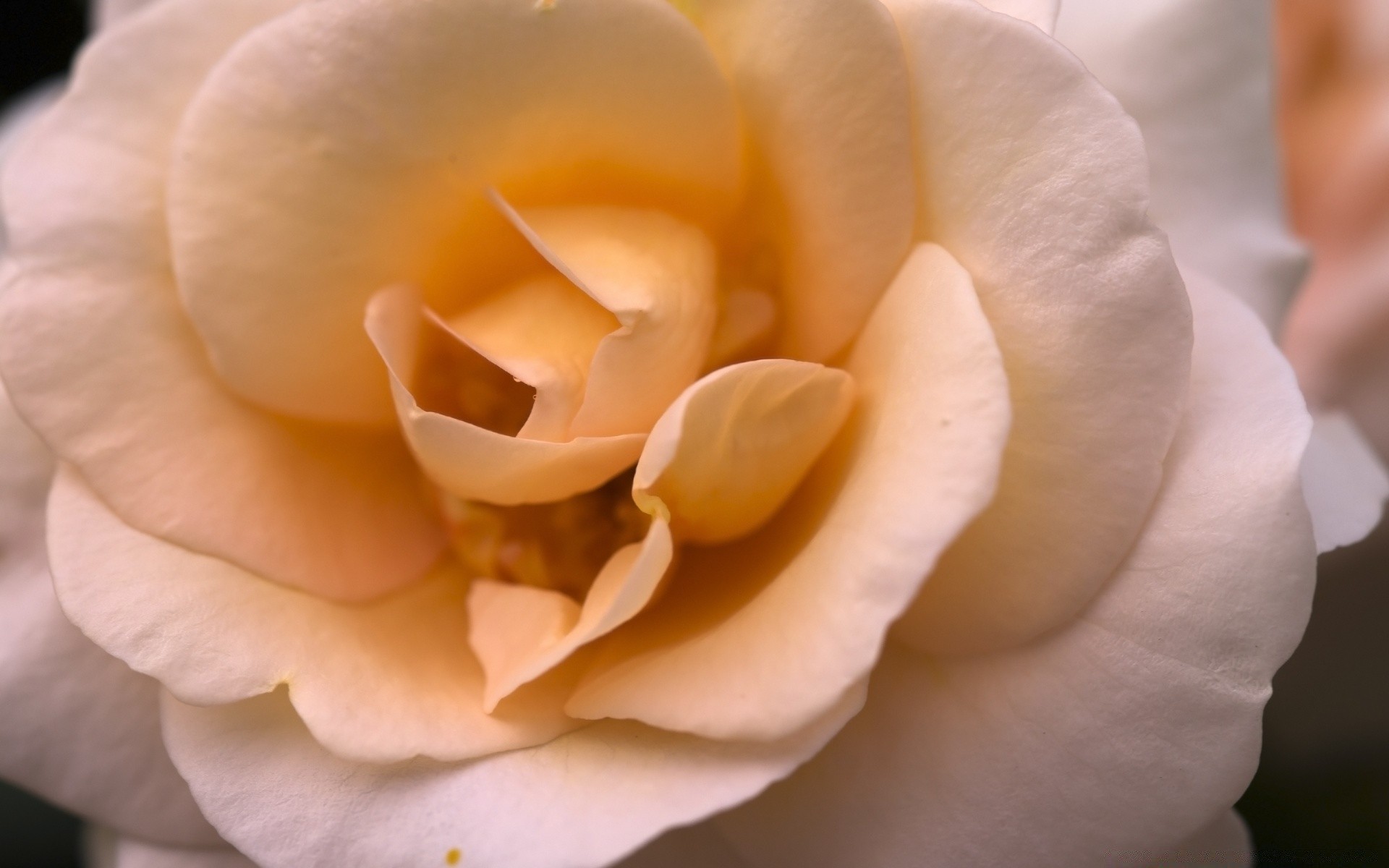 macro fiore rosa petalo amore fiore romanticismo matrimonio floreale natura amore delicato romantico flora anniversario bella regalo