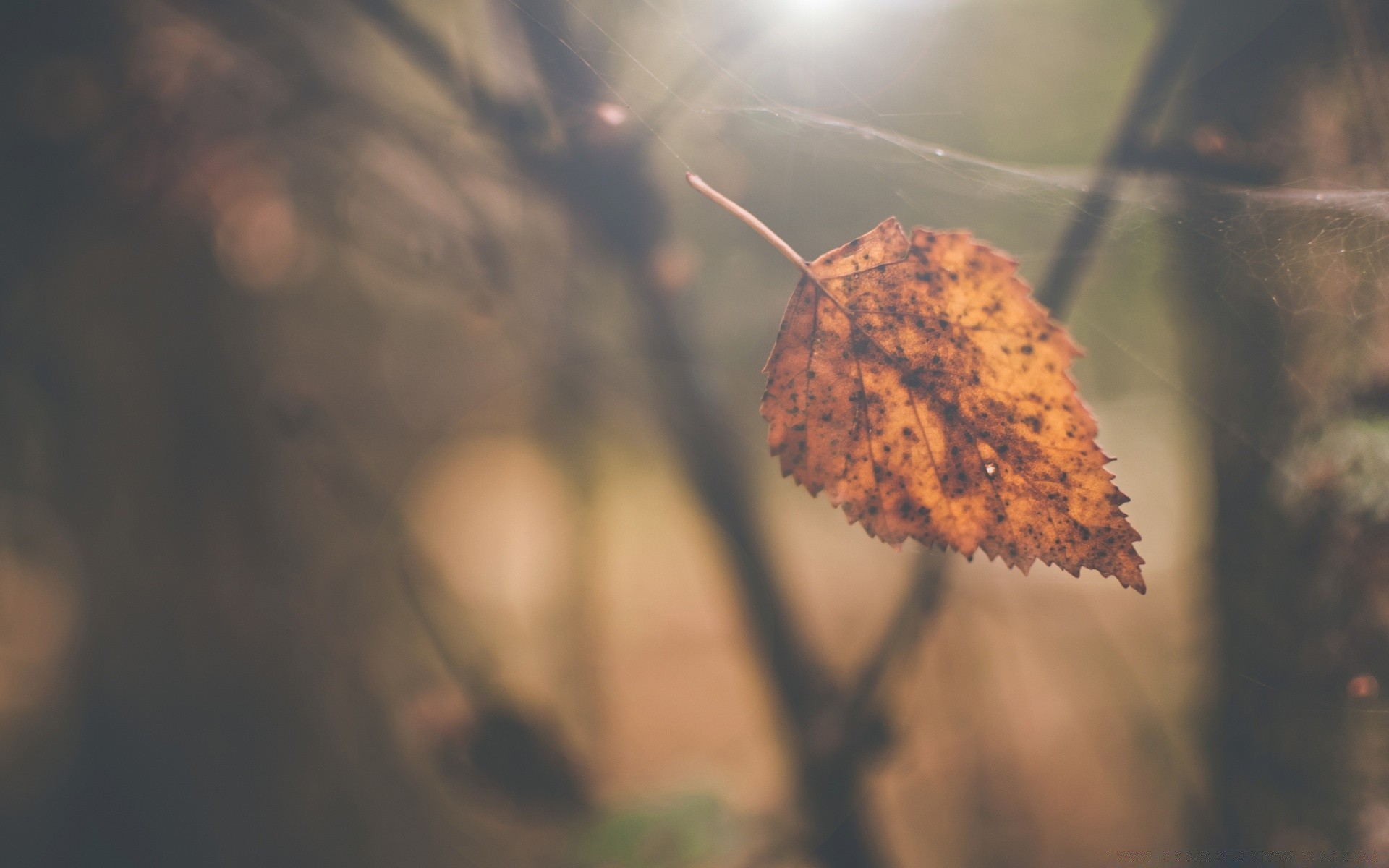 macro fall outdoors nature leaf winter wood blur tree dawn light daylight