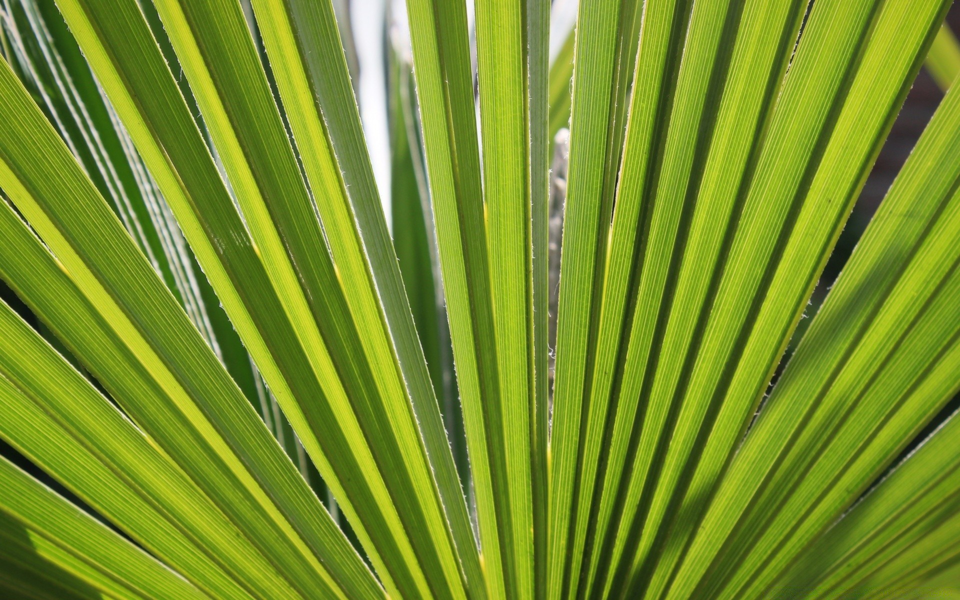 macro feuille croissance flore nature été fronde tropical luxuriant palm lumineux à l extérieur écologie pluie jardin beau temps soleil environnement