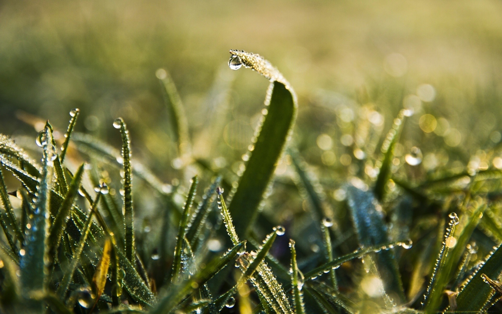 makro fotoğrafçılığı çiy çimen şafak doğa düşme yağmur flora yaprak bahçe dof açık havada alan saman ağacı yaz yakın çekim çiçek büyüme ortamlar ışık güneş