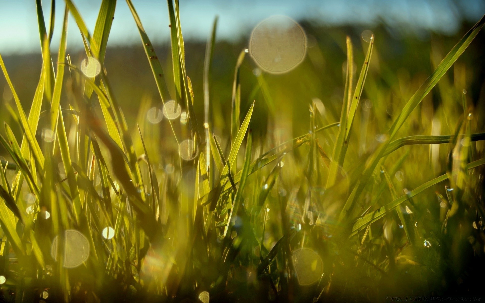 makroaufnahme gras natur flora sommer feld heuhaufen wachstum saison sonne im freien rasen blatt gutes wetter garten hell schließen weide ländlich farbe