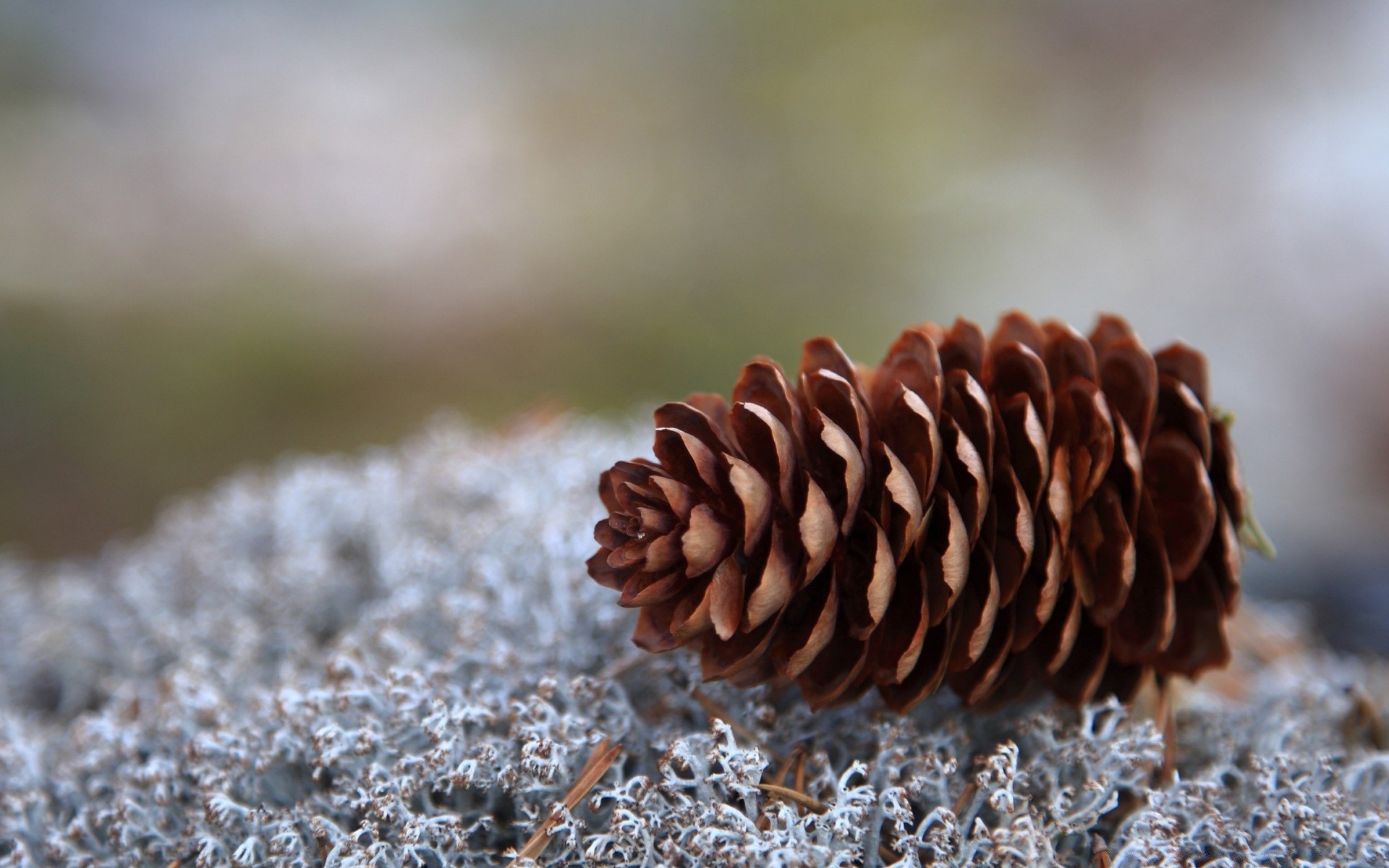 macro nature hiver à l extérieur gros plan