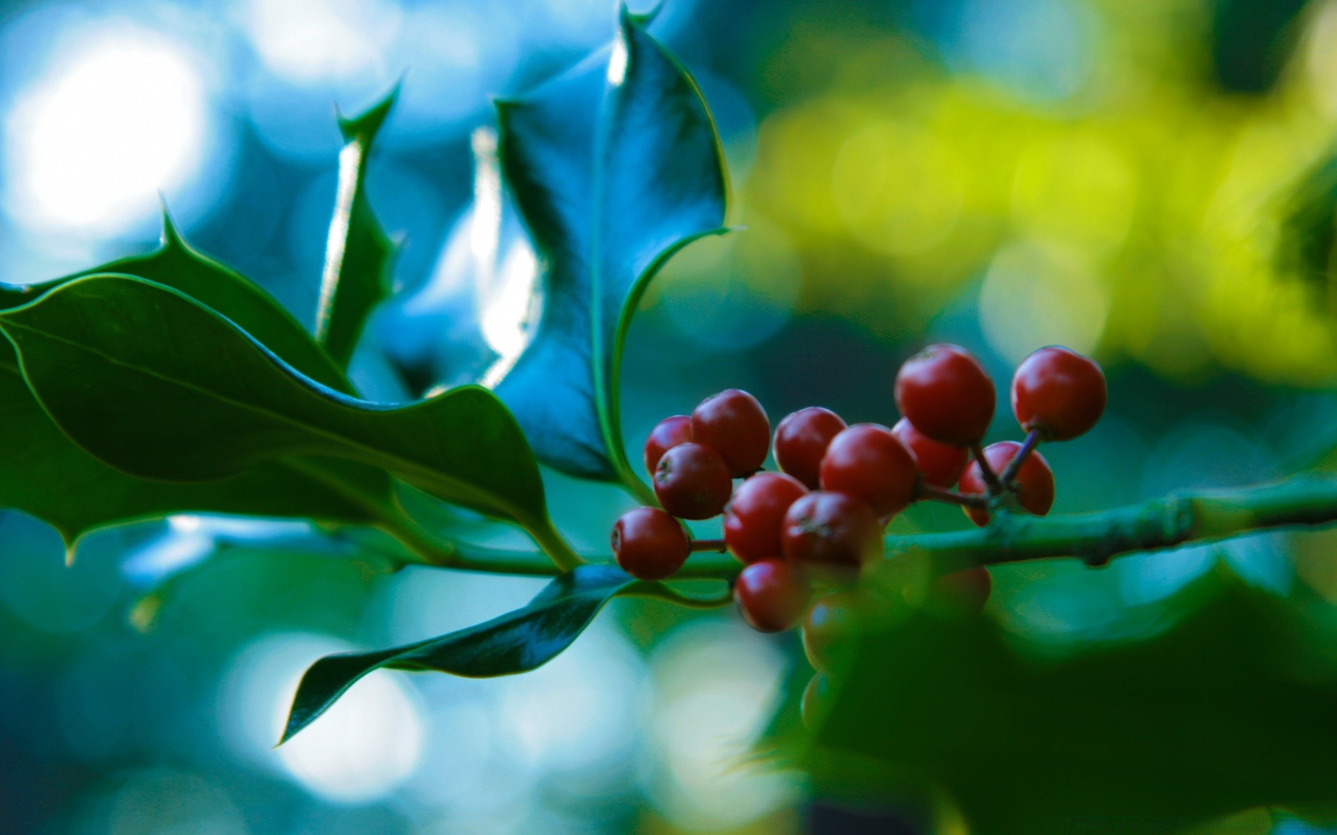 makro liść natura flora ogród kolor lato drzewo wzrost oddział zbliżenie na zewnątrz