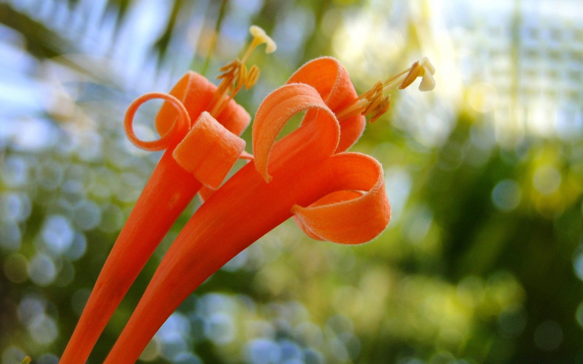 makro natur garten flora blatt blume sommer farbe schließen im freien baum schön wachstum tropisch essen desktop blumen blühen schale hell