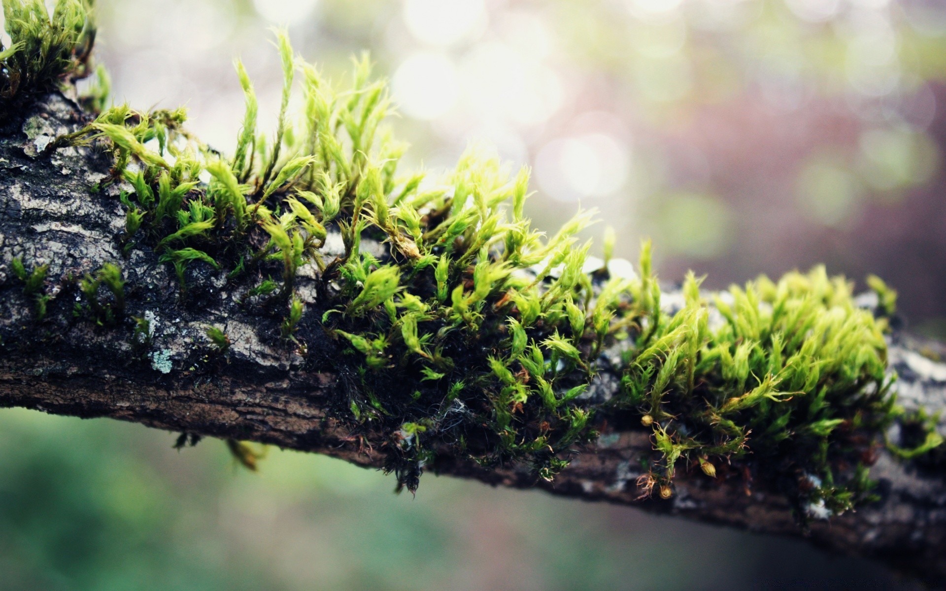 macro growth flora leaf environment garden nature soil moss tree close-up outdoors wood root freshness grass close sprout lush desktop