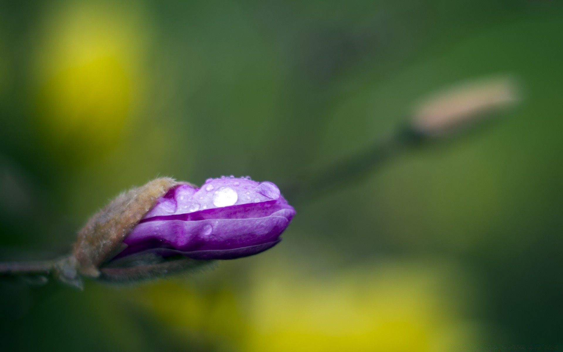 makroaufnahme blume natur blatt unschärfe flora regen garten im freien dof sommer hell höhe tau