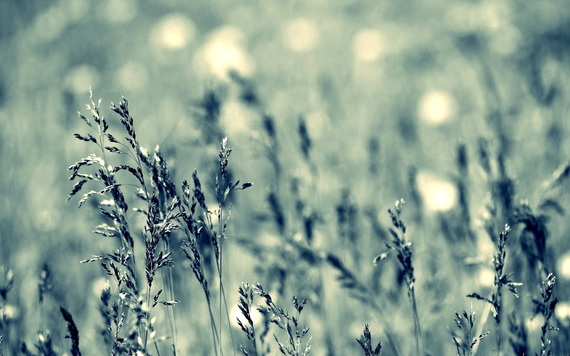 macro nature rural sun field summer fair weather grass growth outdoors farm