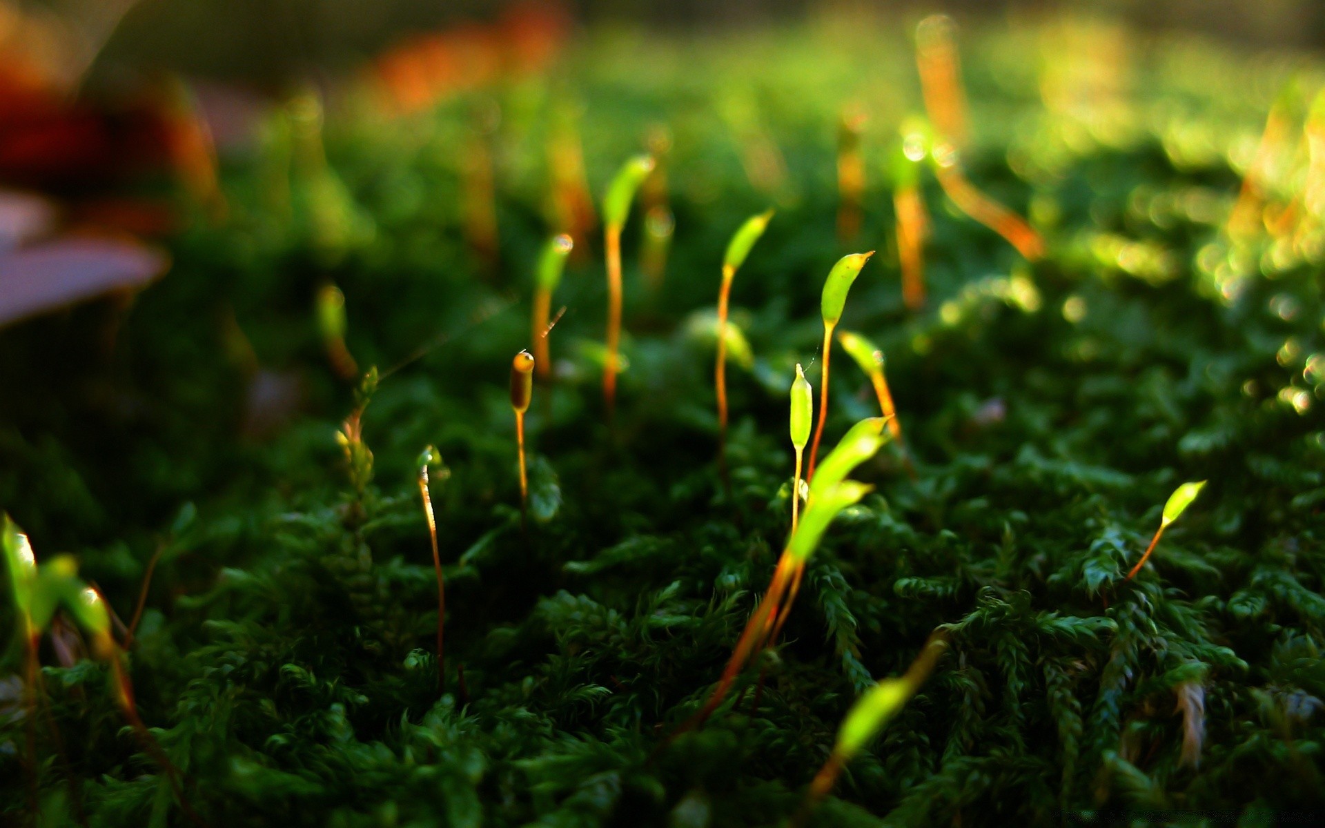 fotografia macro natureza crescimento grama folha flora musgo ao ar livre madeira jardim terra verão bom tempo