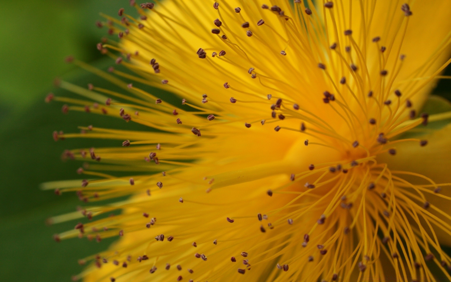 macro natureza close-up flora flor desktop ao ar livre folha cor