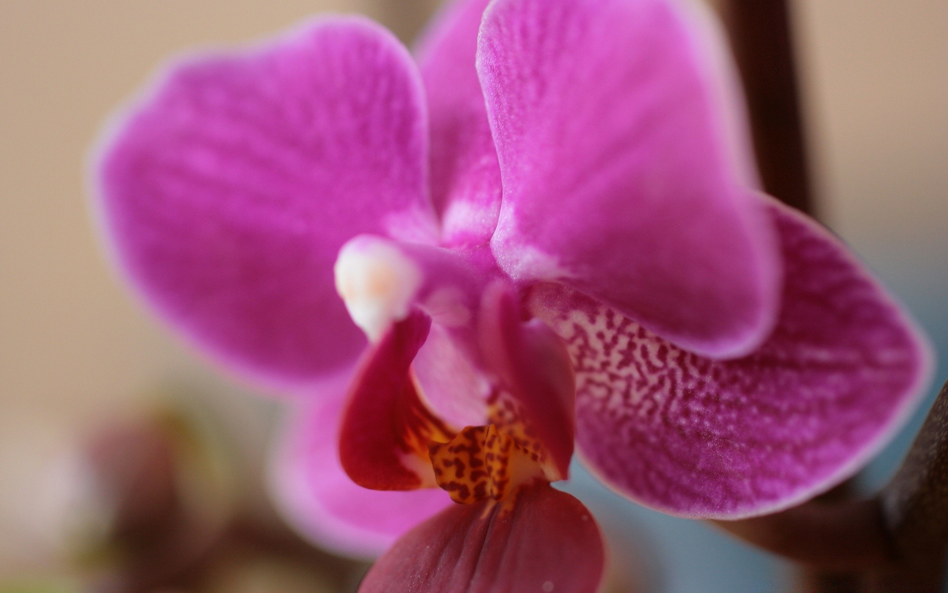 macro flor orquídea naturaleza pétalo flora hermosa tropical brillante exótico phalaenopsis romance bluming color elegante romántico delicado floral jardín primer plano