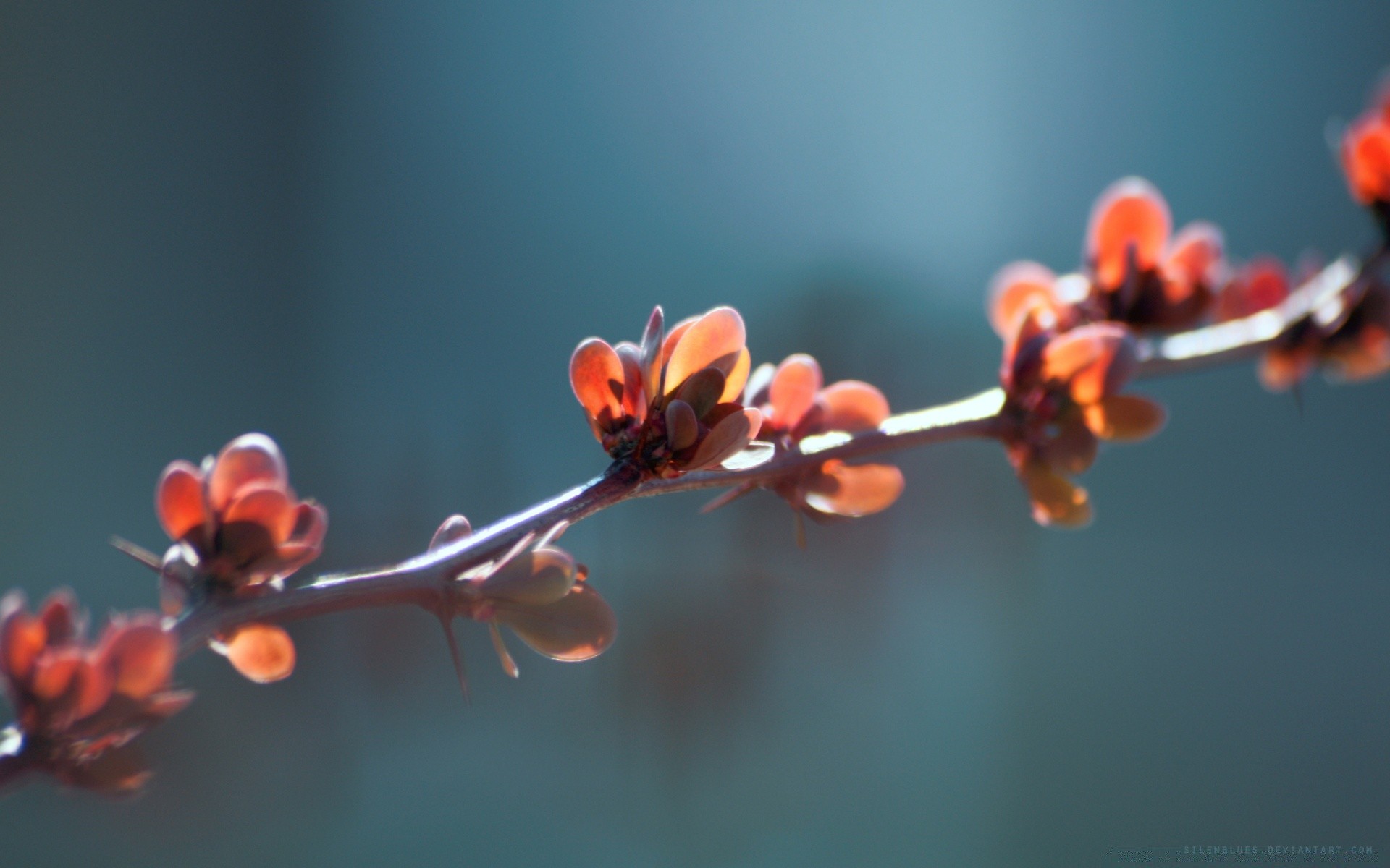 macro ramo flor natureza inverno ao ar livre borrão delicado flora folha árvore amigo