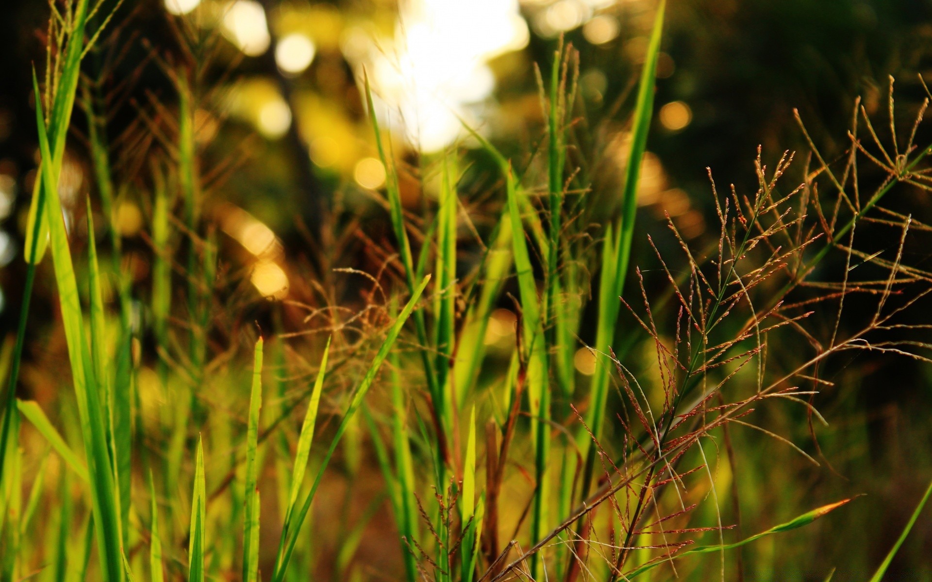 macro herbe nature été à l extérieur aube flore croissance champ soleil beau temps feuille foin fleur lumineux rural sauvage jardin saison gros plan