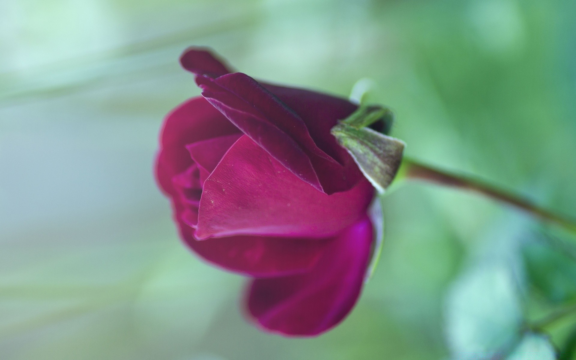 macro fleur nature feuille flore jardin flou couleur été rose belle lumineux amour gros plan pluie rosée floral