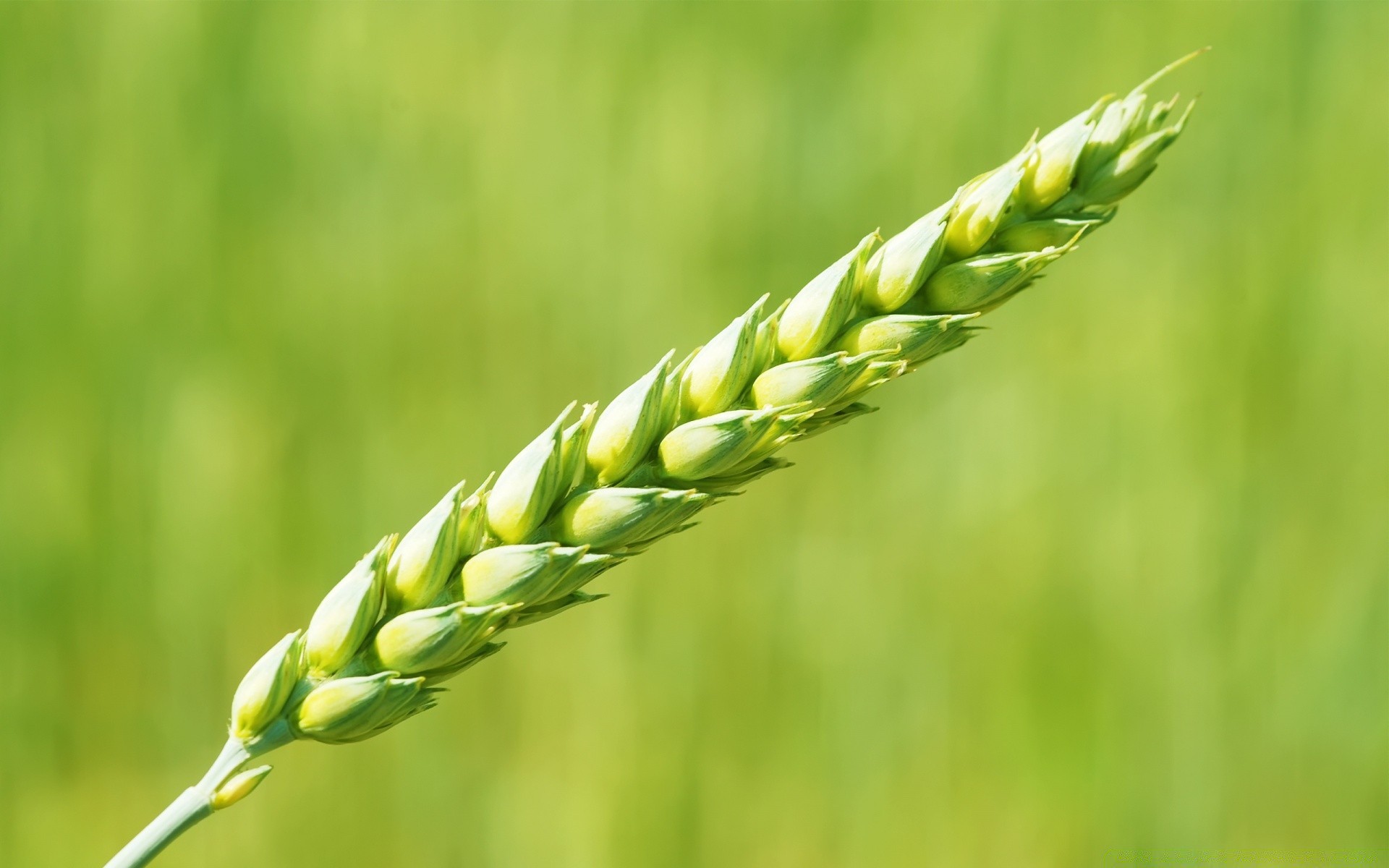 fotografia macro trigo cereais pastagem rural crescimento agricultura cevada natureza colheita pão campo milho centeio verão grama terras agrícolas fazenda crescer flora