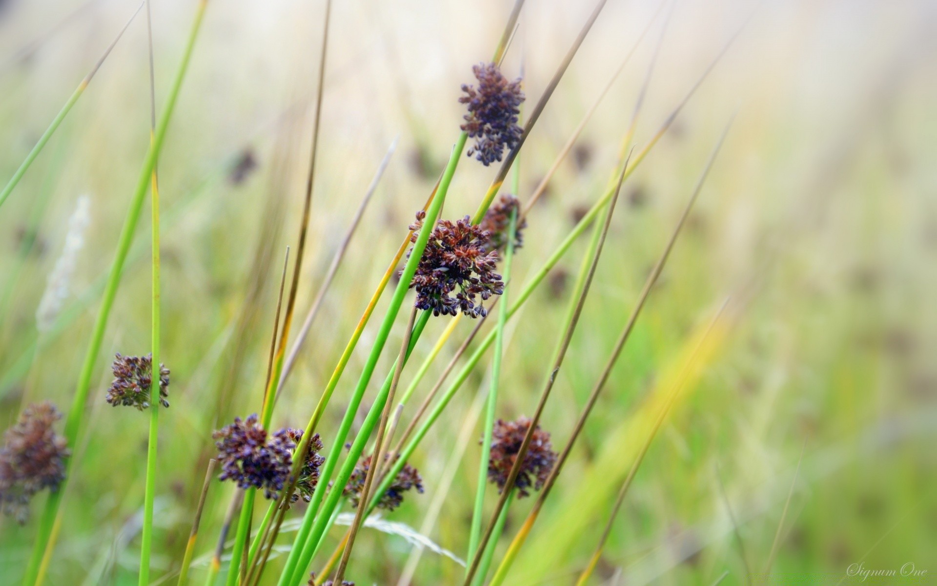 makro fotoğrafçılığı doğa alan çimen flora çiçek yakın çekim otlar bahçe yaz saman otu kırsal vahşi