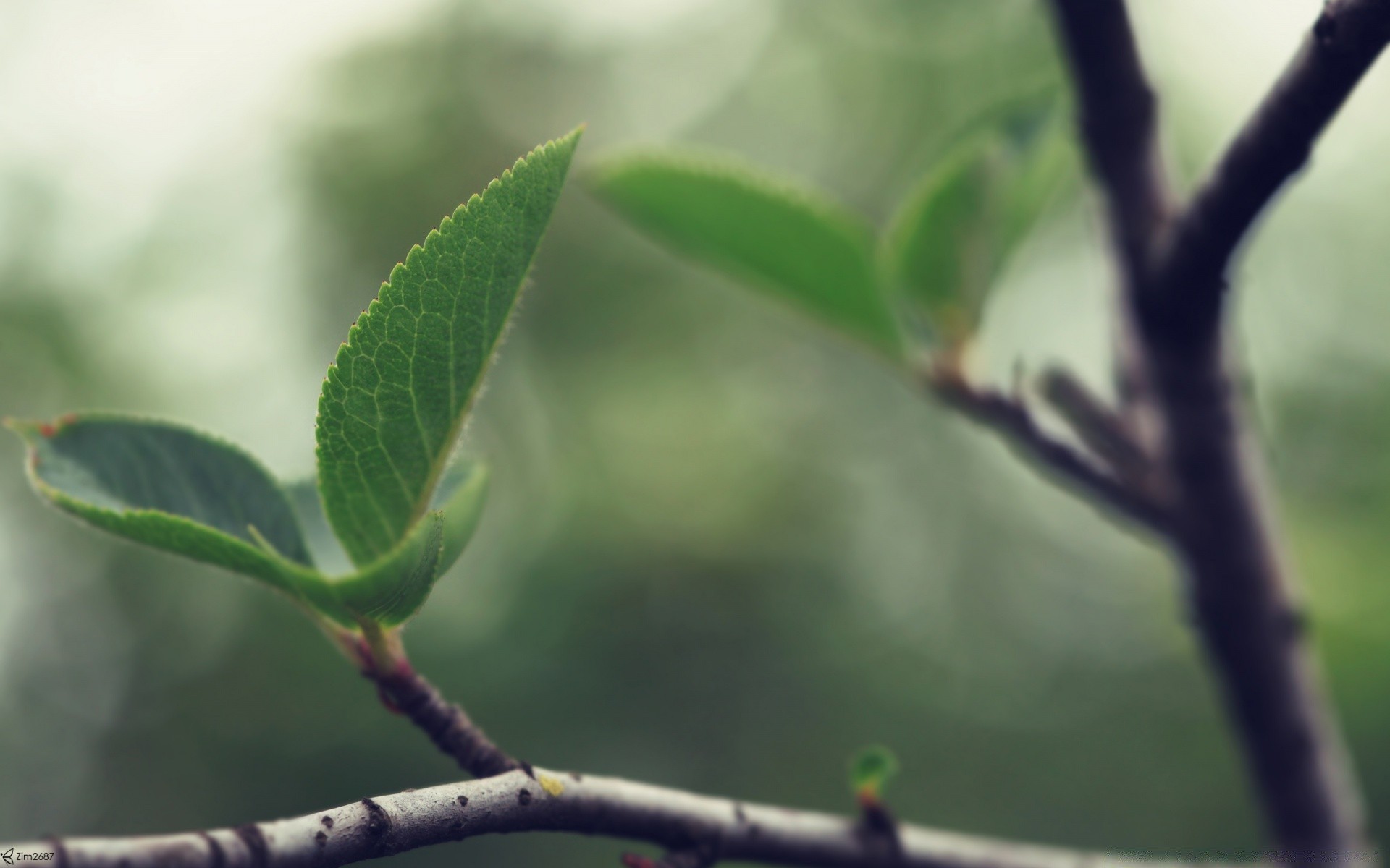 makro fotoğrafçılığı yaprak büyüme ağaç doğa flora açık havada şube bulanıklık yağmur bahçe ortamlar yakın çekim