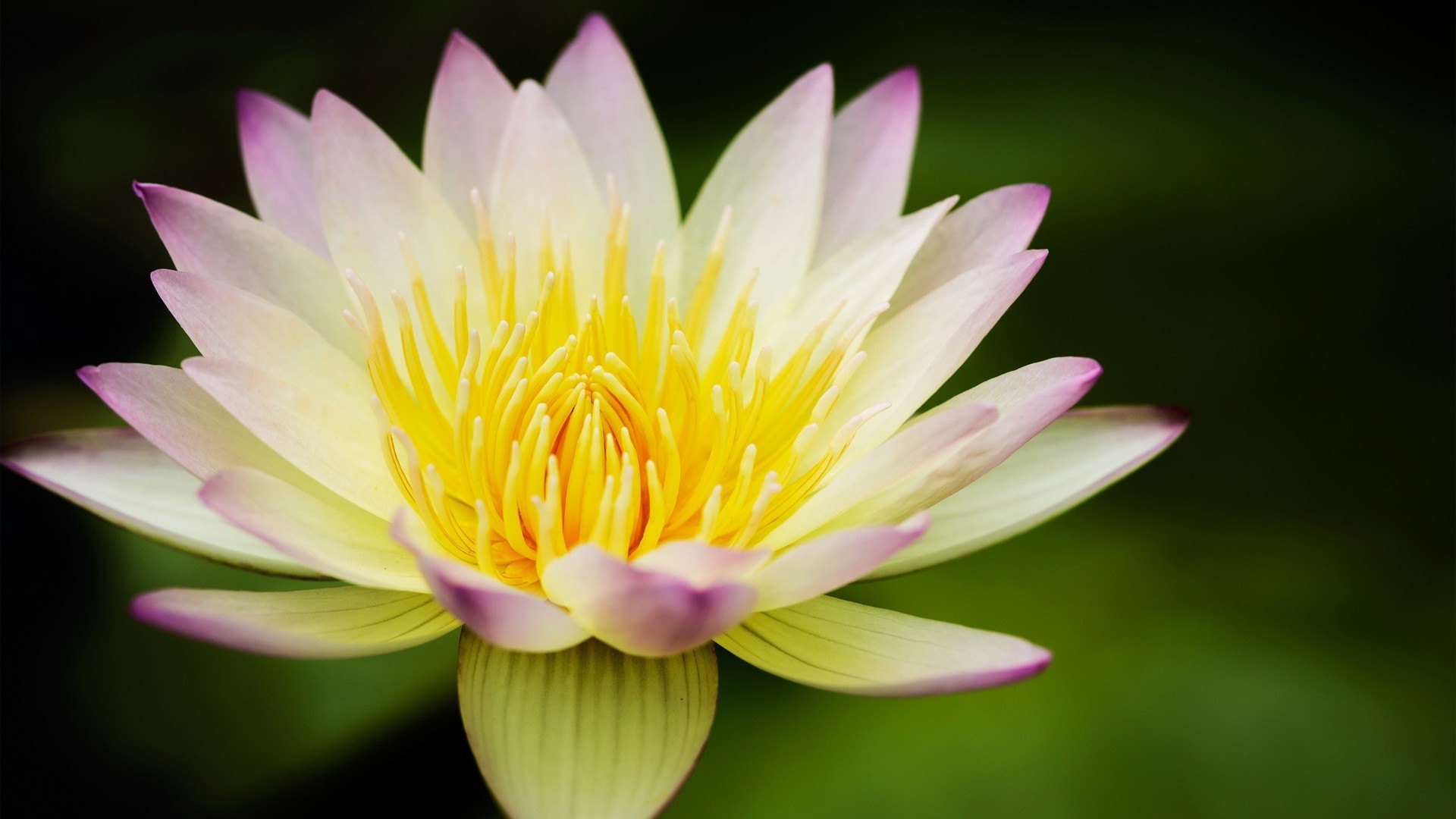 giglio loto fiore piscina natura ninfea flora foglia acqua giardino fiore estate zen esotico tropicale bella petalo meditazione nuoto puro