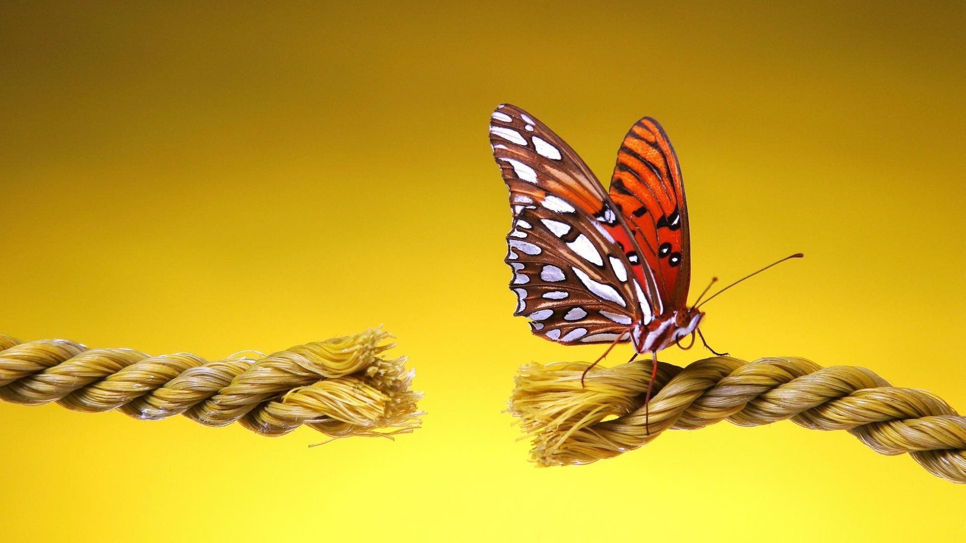 schmetterling natur insekt sommer im freien flügel desktop hell tierwelt