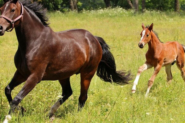 Laufendes Pferd mit Fohlen im Feld