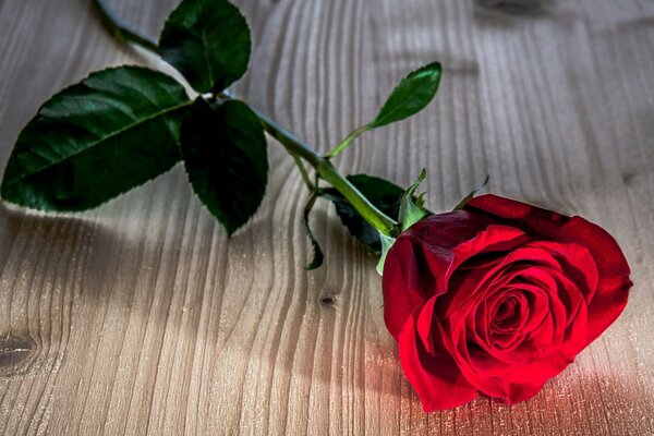 Rose rouge sur une table en bois