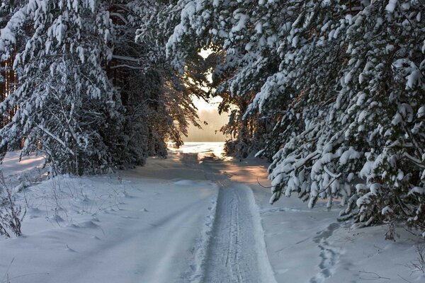 Trilha de snowmobile na floresta de Inverno