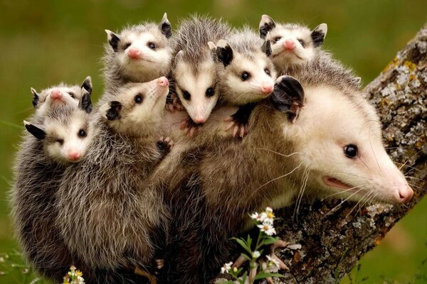 Animaux mignons de la faune