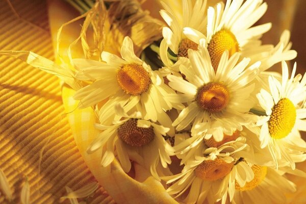 Bouquet of daisies in the light of the sun