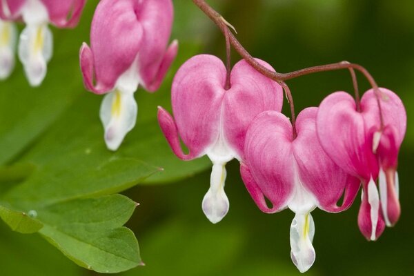 Fleurs en forme de coeur