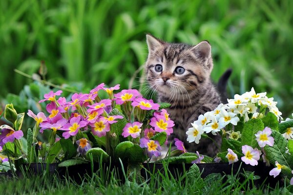 Jardin de fleurs et petit chat