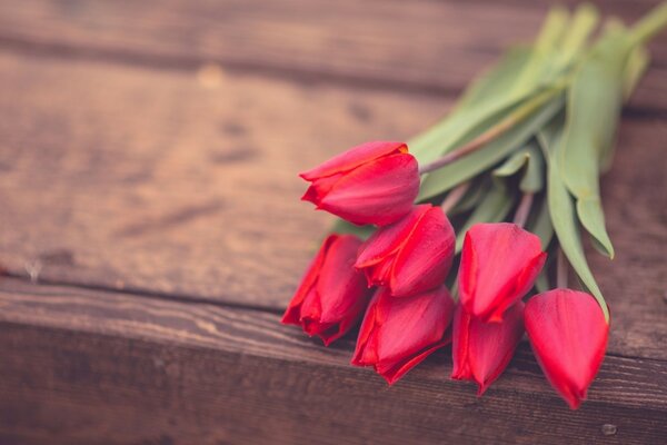 Sept tulipes rouges sur les planches