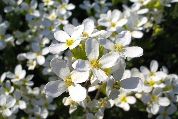 Alfombra fina de flores blancas