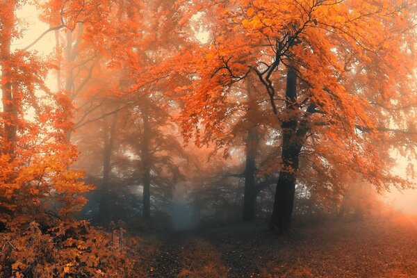 Herbstwald. Orange Blätter