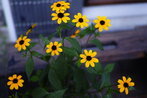 Yellow flowers in a flower bed close-up