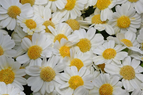 Flowers of daisies on a summer field