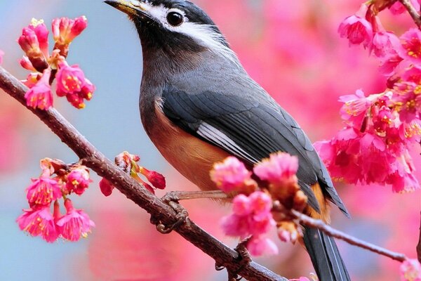 Schöner Vogel auf einem Hintergrund von rosa Blüten