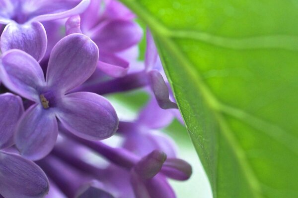 Fotos de Lilas con hojas cerca