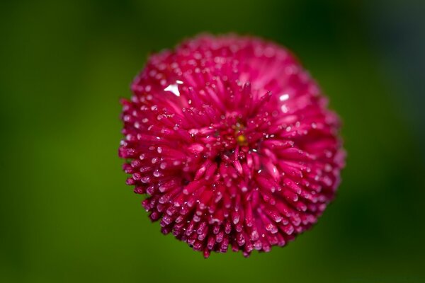 Fotografía macro de una flor rosa con gotas de agua