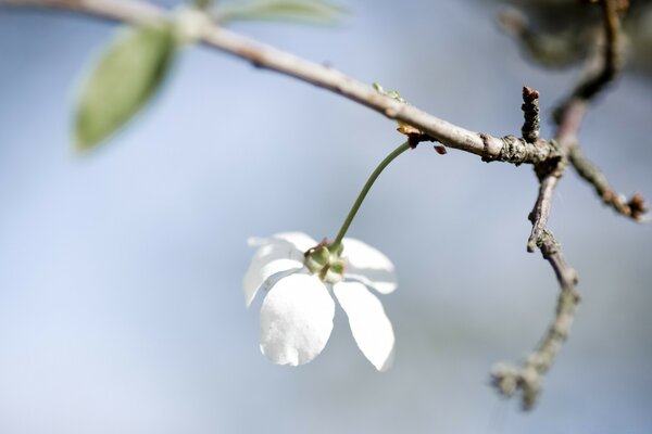 Macro fotografia natura albero, fiore