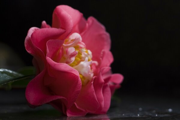 Flor ondulada cor-de-rosa grande plano