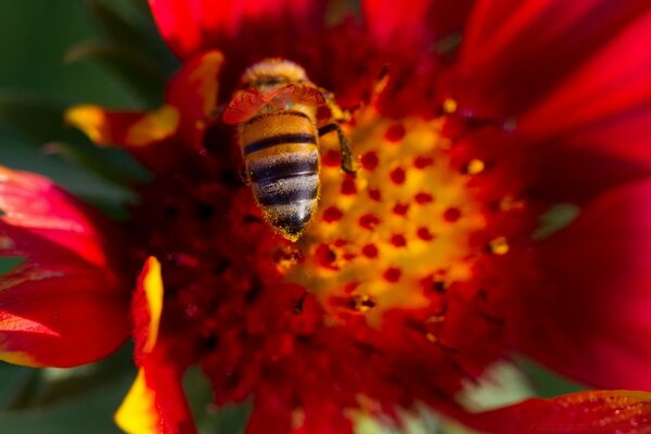 Foto der Biene auf einer Blume