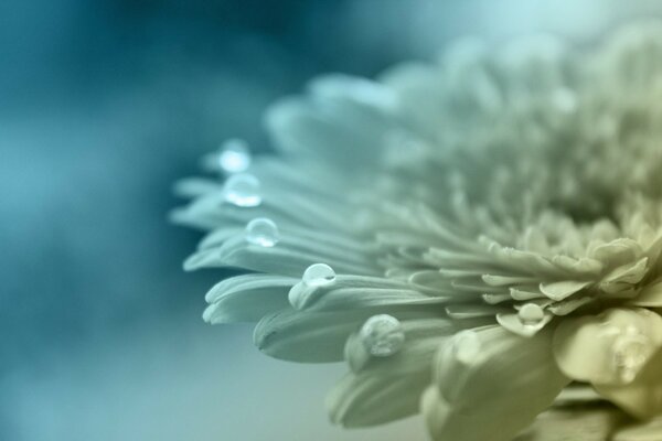 Hermosa flor de diferentes tonos de azul