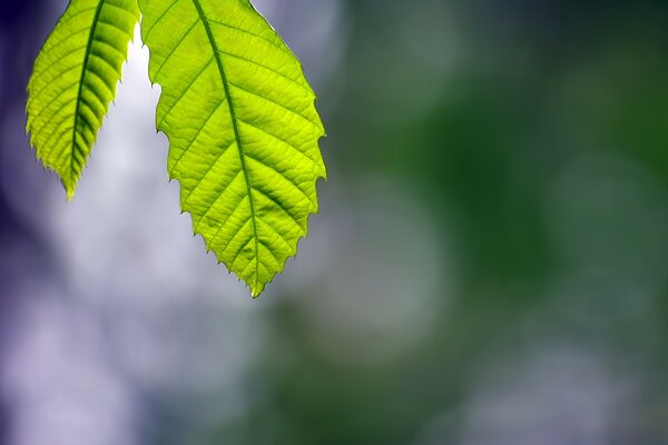 Macro photography. Sheet. Nature. Flora