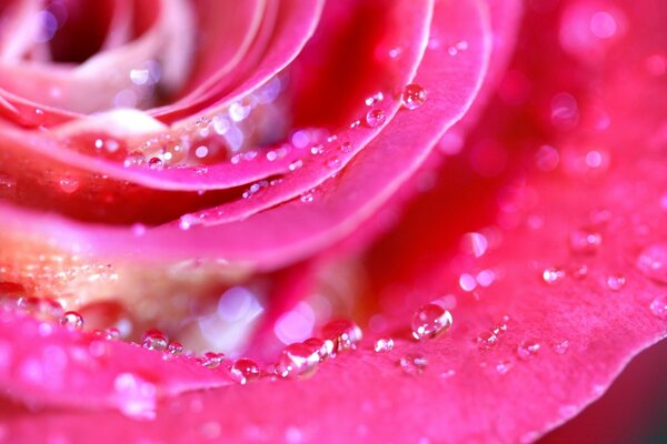 Fresh dew on scarlet rose petals