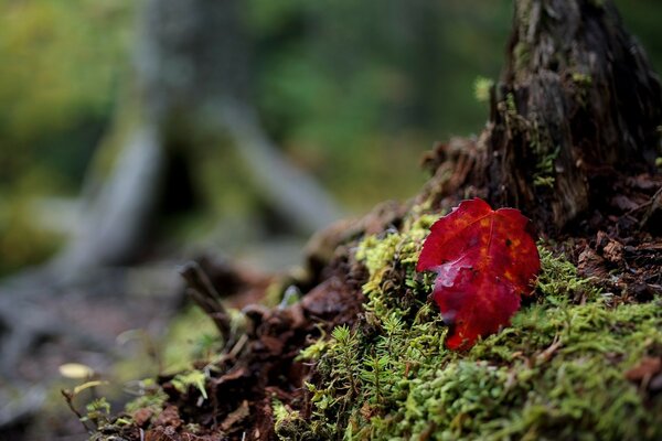 Naturaleza, hoja sobre musgo