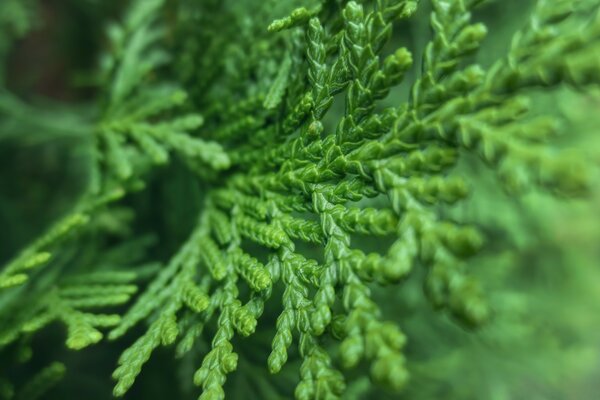 Thuja tree leaf macro