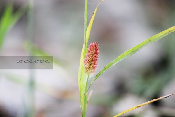 Foto de una flor roja con hojas