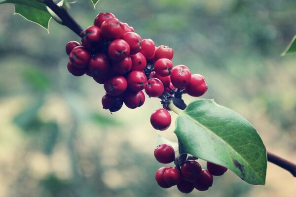 Macro de fruits de l arbre