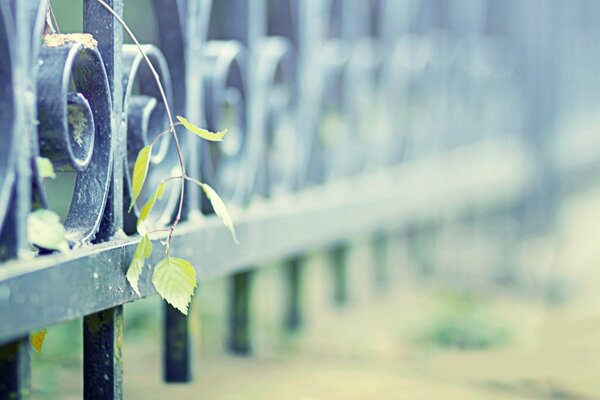 Trees grow through the asphalt, the fence is not a hindrance to them