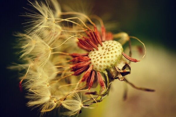 Macro photography of a dandelion in windy weather