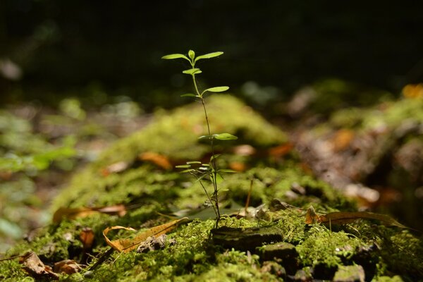 Foto einer neuen Pflanze im Wald